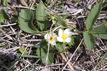 wild strawberry