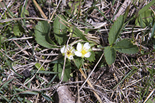 wild strawberry