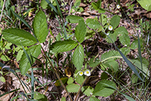 wild strawberry