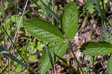 wild strawberry