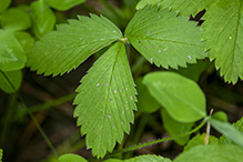 wild strawberry