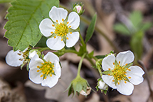 wild strawberry