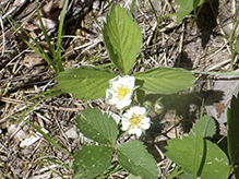 wild strawberry