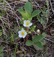 wild strawberry
