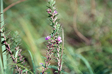 winged loosestrife