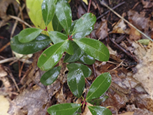 wintergreen