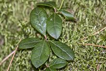 wintergreen