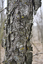 yellow birch