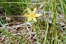 yellow star grass