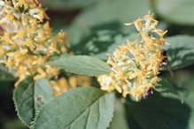 zigzag goldenrod