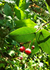 Allegheny serviceberry