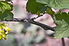 American black currant