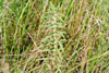 American bugleweed