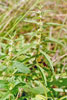 American bugleweed