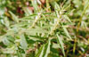 American bugleweed
