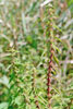 American bugleweed