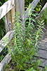 American bugleweed