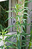 American bugleweed