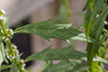 American bugleweed