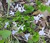 American dog violet