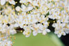 American elderberry