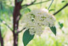 American elderberry
