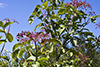 American elderberry