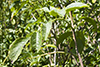 American elderberry