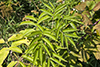 American elderberry