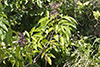 American elderberry