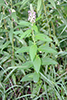American germander
