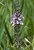 American germander