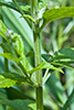 American germander