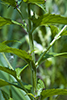 American germander