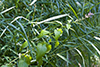 American germander