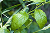 American germander