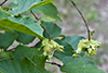 American hazel