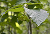 American hazel