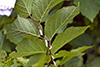American hazel