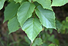 American hazel