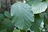 American hazel