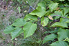 American hazel