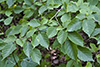 American hazel