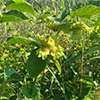American hazelnut