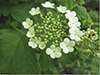 American highbush cranberry