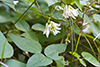 American hog peanut (var. bracteata)
