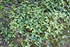 American hog peanut (var. bracteata)