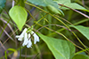 American hog peanut (var. bracteata)