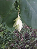 American hophornbeam
