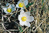 American pasqueflower